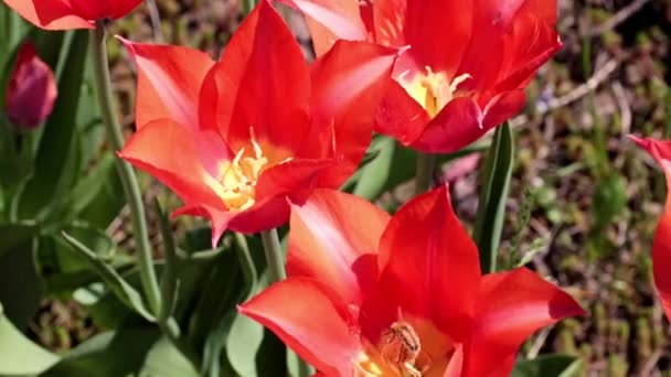 Φωτεινό Κόκκινο Μπουμπούκια Του Κήπου Λουλούδια Τουλίπες Διακόσμηση Του Γκαζόν — Αρχείο Βίντεο