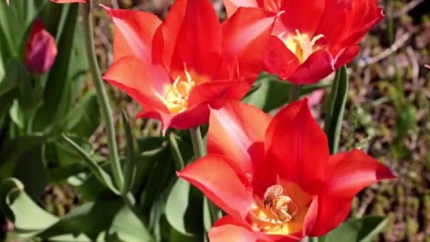 Jasne Szkarłatne Pąki Ogrodowych Kwiatów Tulipany Jako Ozdoba Trawnika — Wideo stockowe