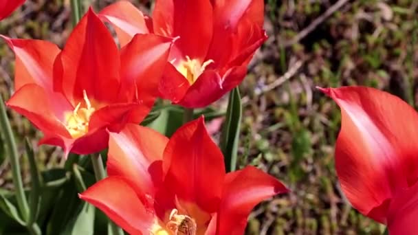 芝生の装飾として庭の花チューリップの鮮やかな緋色の芽 — ストック動画