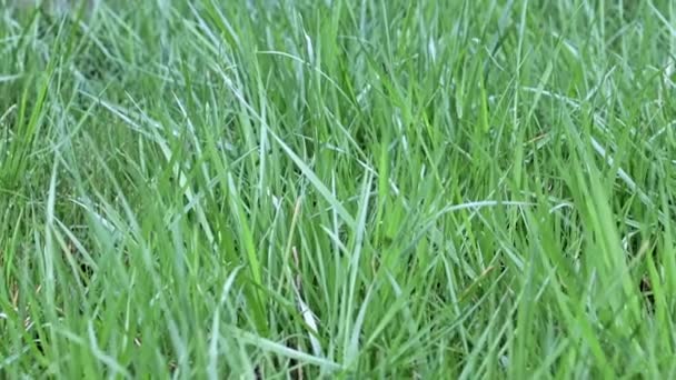 Schönes Frisches Gras Land Wilde Wiese Rasen — Stockvideo