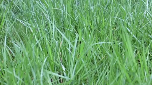 美しい新鮮な草の国野生の牧草地の芝生 — ストック動画
