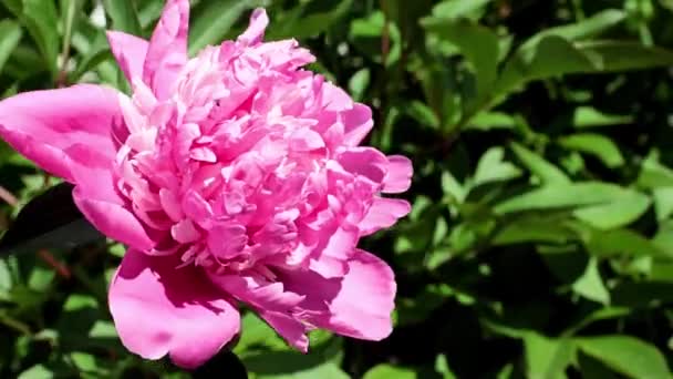 Schöne Helle Frische Knospen Von Gartenblumen Pfingstrosen — Stockvideo