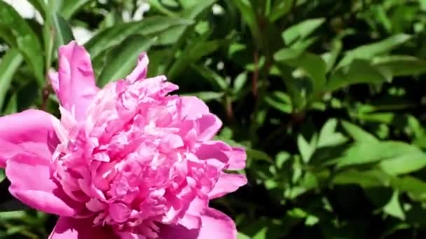 Красиві Яскраві Свіжі Бутони Садових Квітів Півоній — стокове відео