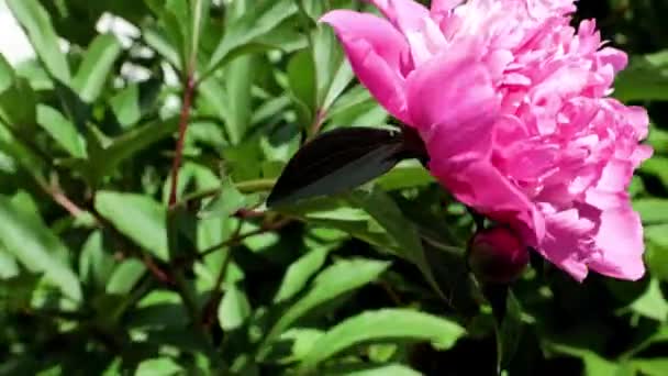 Mooie Heldere Verse Knoppen Van Tuin Bloemen Pioenrozen — Stockvideo