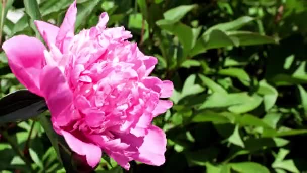 Hermosos Brotes Frescos Brillantes Flores Jardín Peonías — Vídeo de stock