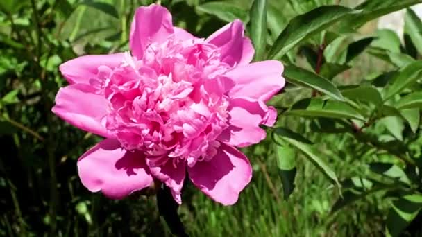 Bellissime Cime Fresche Luminose Fiori Giardino Peonie — Video Stock