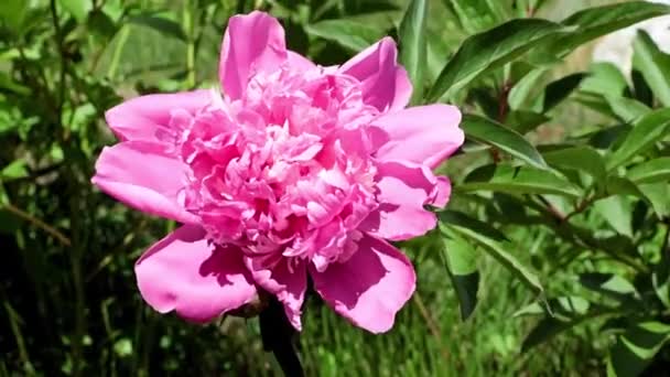 Beautiful Bright Fresh Buds Garden Flowers Peonies — Stock Video
