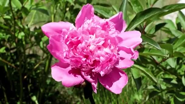 Όμορφα Φωτεινά Φρέσκα Μπουμπούκια Λουλουδιών Κήπου Παιώνιες — Αρχείο Βίντεο