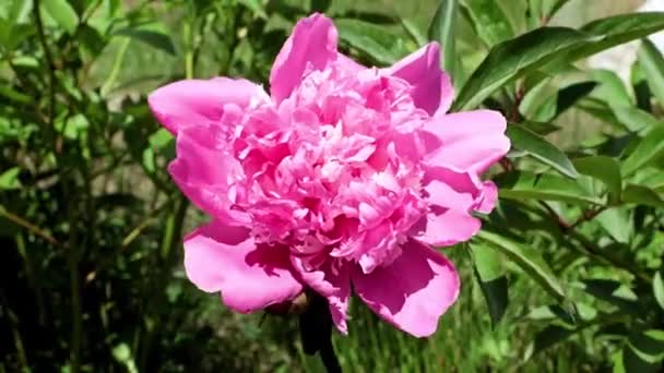 Schöne Helle Frische Knospen Von Gartenblumen Pfingstrosen — Stockvideo