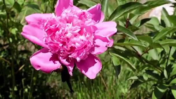 Frumoase Muguri Proaspete Strălucitoare Bujori Flori Grădină — Videoclip de stoc