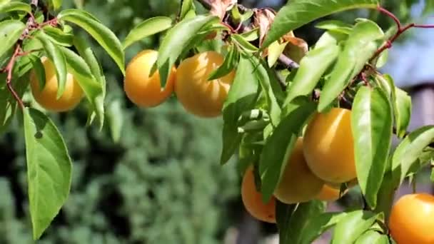 夏の庭の木の枝に熟した新鮮なアプリコット — ストック動画