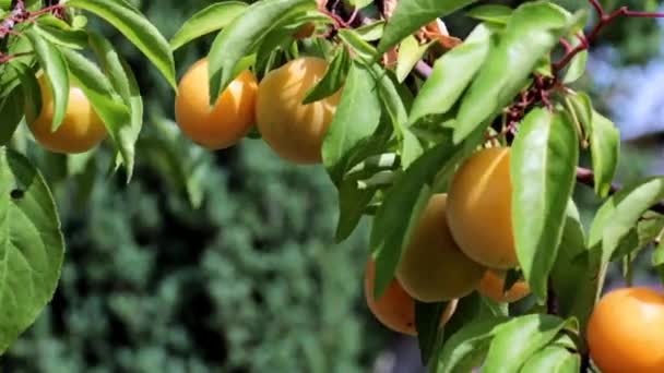 Albaricoques Frescos Maduros Las Ramas Árbol Jardín Verano — Vídeos de Stock