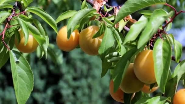 夏の庭の木の枝に熟した新鮮なアプリコット — ストック動画