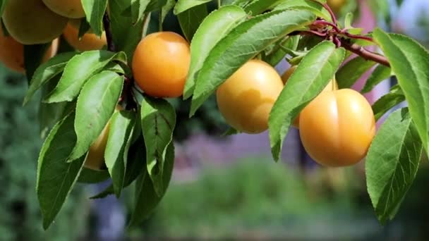 Reife Frische Aprikosen Auf Den Zweigen Eines Sommerlichen Gartenbaums — Stockvideo