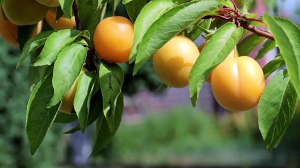 Reife Frische Aprikosen Auf Den Zweigen Eines Sommerlichen Gartenbaums — Stockvideo