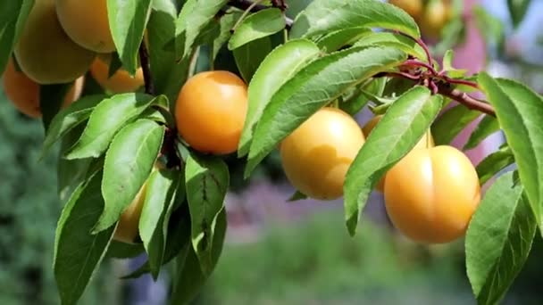 Abricots Frais Mûrs Sur Les Branches Arbre Jardin Été — Video