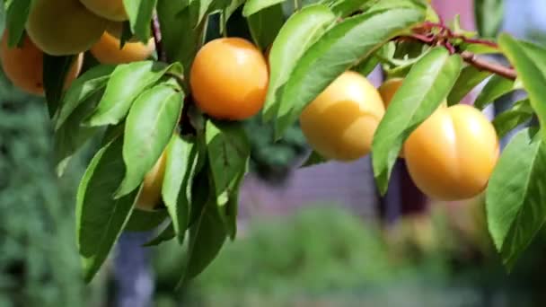 Reife Frische Aprikosen Auf Den Zweigen Eines Sommerlichen Gartenbaums — Stockvideo