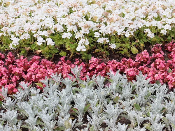 Vackra Trädgård Blommor Rabatt Stadspark — Stockfoto