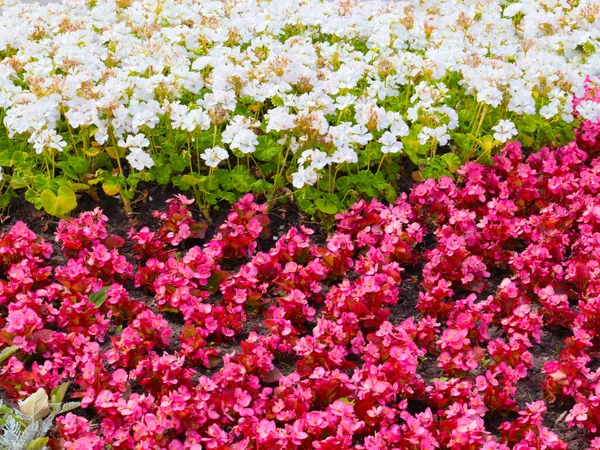 Belas Flores Jardim Canteiro Flores Parque Cidade — Fotografia de Stock