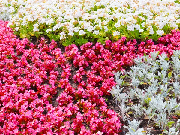 Mooie Tuinbloemen Een Bloembed Een Stadspark — Stockfoto