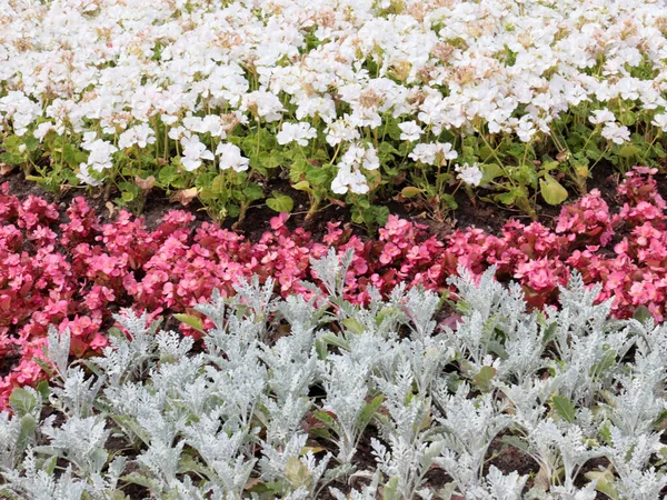 城市公园花坛上美丽的花园花朵 — 图库照片