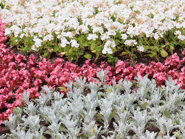 Красиві Садові Квіти Клумбі Міському Парку — стокове фото