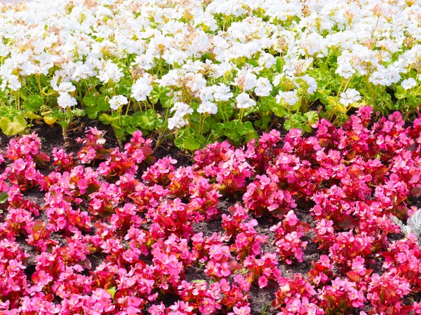 Vackra Trädgård Blommor Rabatt Stadspark — Stockfoto