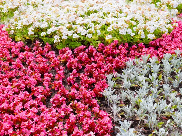 Gyönyörű Kerti Virágok Egy Virágágyban Egy Városi Parkban — Stock Fotó