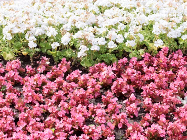 Schöne Gartenblumen Einem Blumenbeet Einem Stadtpark — Stockfoto