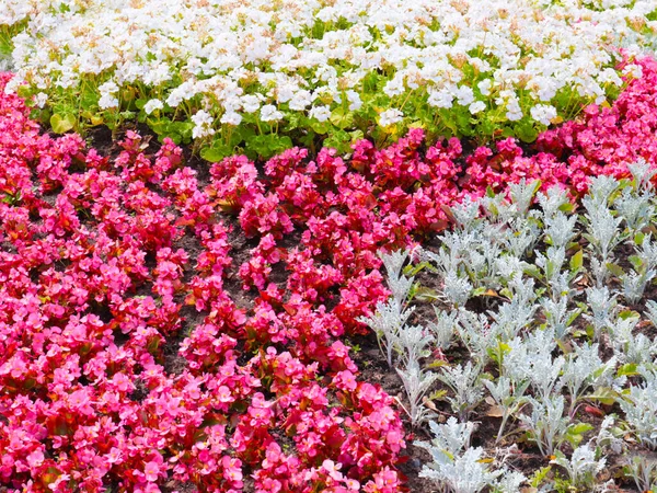 Vackra Trädgård Blommor Rabatt Stadspark — Stockfoto