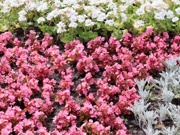 Schöne Gartenblumen Einem Blumenbeet Einem Stadtpark — Stockfoto