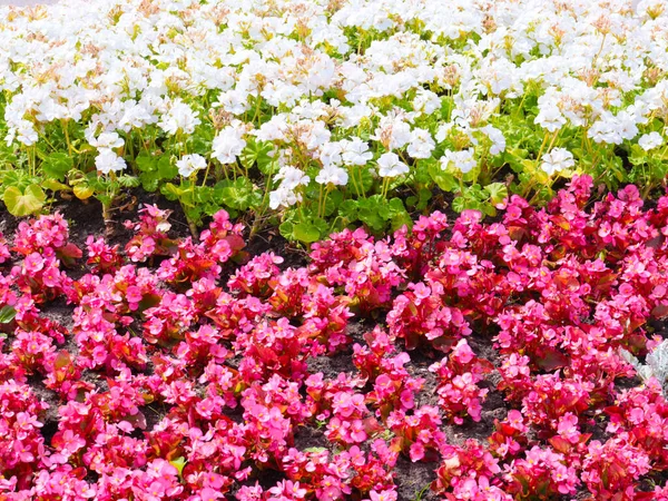 Vackra Trädgård Blommor Rabatt Stadspark — Stockfoto