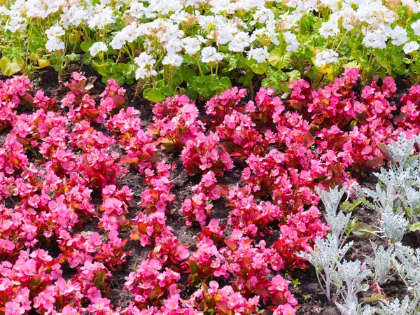 Mooie Tuinbloemen Een Bloembed Een Stadspark — Stockfoto