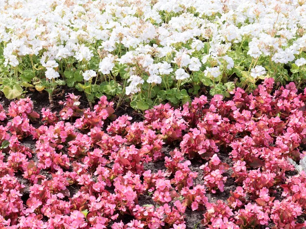 Krásné Zahradní Květiny Květinovém Záhonu Městském Parku — Stock fotografie