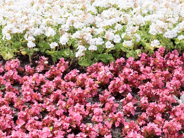 Beautiful Garden Flowers Flower Bed City Park — Stock Photo, Image