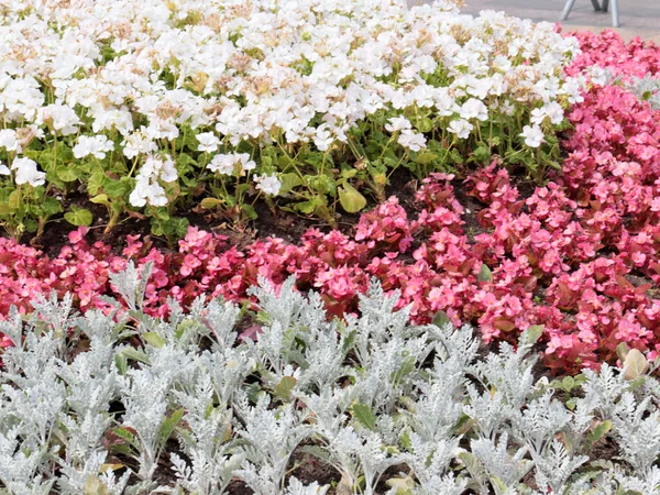 Vackra Trädgård Blommor Rabatt Stadspark — Stockfoto