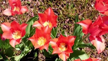 Parkyollarındaki parlak kırmızı laleler