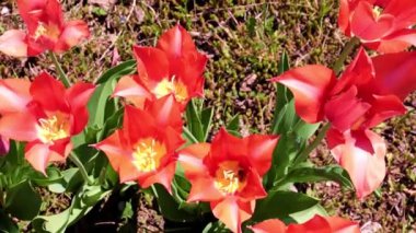 Parkyollarındaki parlak kırmızı laleler