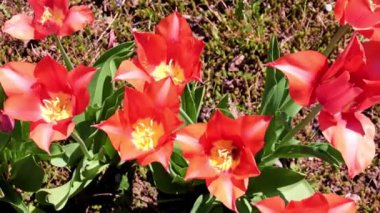 Parkyollarındaki parlak kırmızı laleler