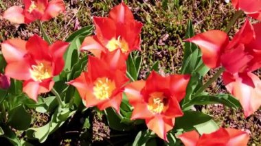 Parkyollarındaki parlak kırmızı laleler