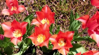 Parkyollarındaki parlak kırmızı laleler