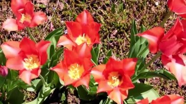 Parkyollarındaki parlak kırmızı laleler