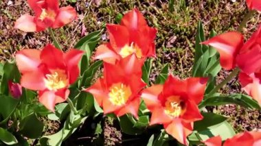 Parkyollarındaki parlak kırmızı laleler