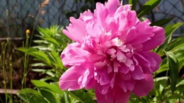 Bahçedeki çiçek şakayığının güzel tomurcuğu