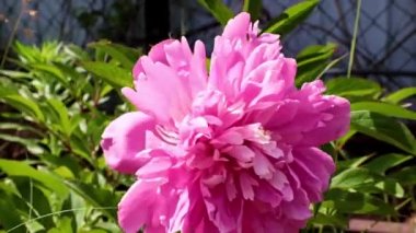 Bahçedeki çiçek şakayığının güzel tomurcuğu