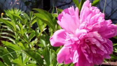 Bahçedeki çiçek şakayığının güzel tomurcuğu