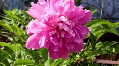 Bahçedeki çiçek şakayığının güzel tomurcuğu