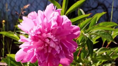 Bahçedeki çiçek şakayığının güzel tomurcuğu