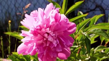 Bahçedeki çiçek şakayığının güzel tomurcuğu