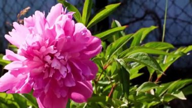 Bahçedeki çiçek şakayığının güzel tomurcuğu